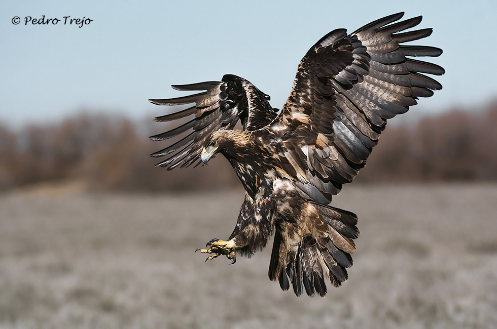 Águila imperial Ibérica (Aquila adalberti)